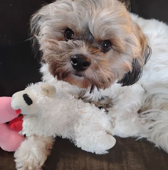 Meet your Posher, Roxanne - Picture 1 of 1